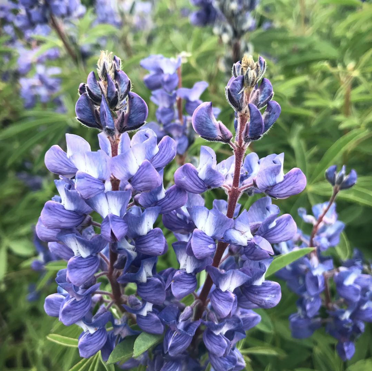 Blue Colorado Wildflowers