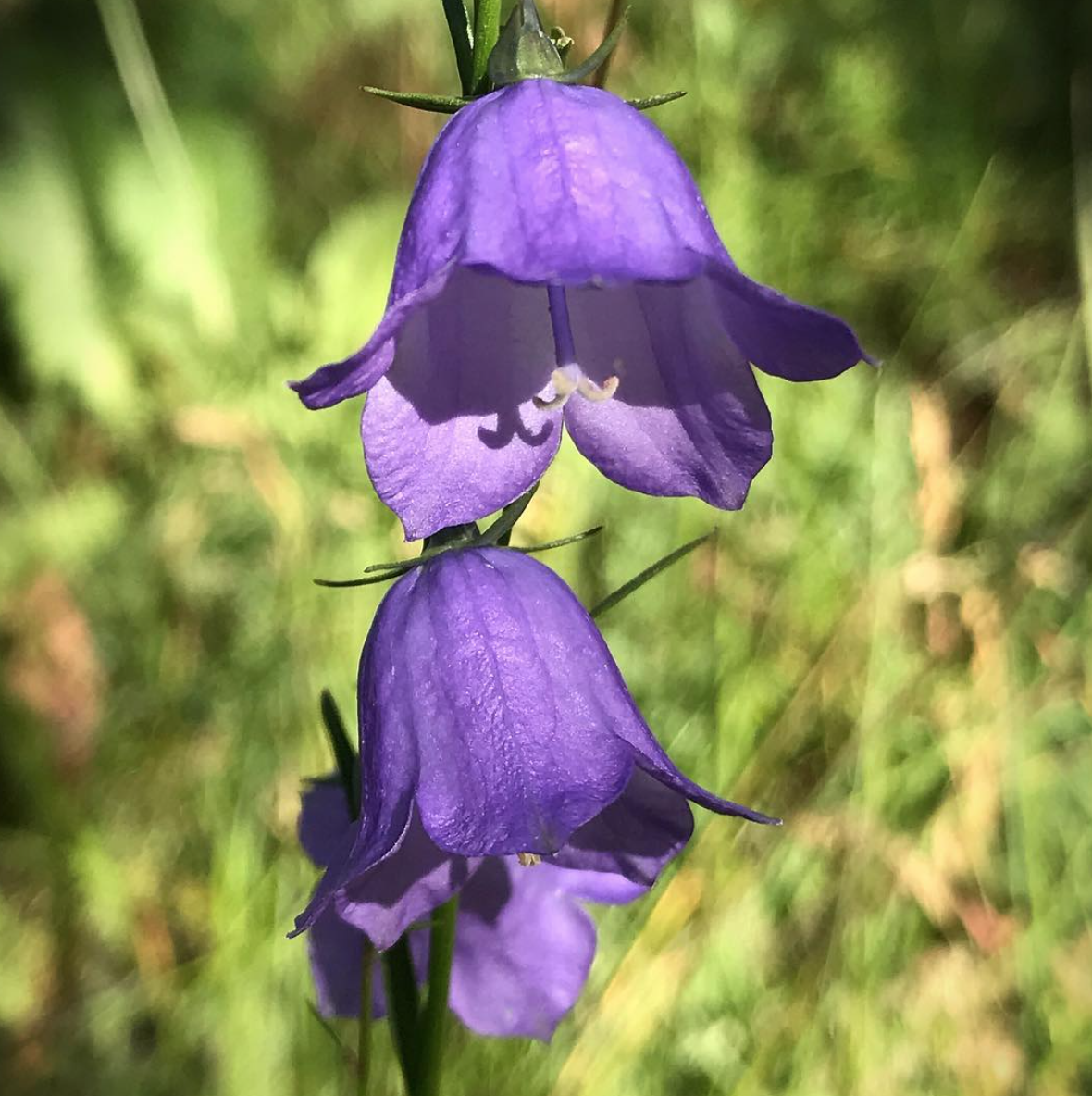 Purple Colorado Wildflowers