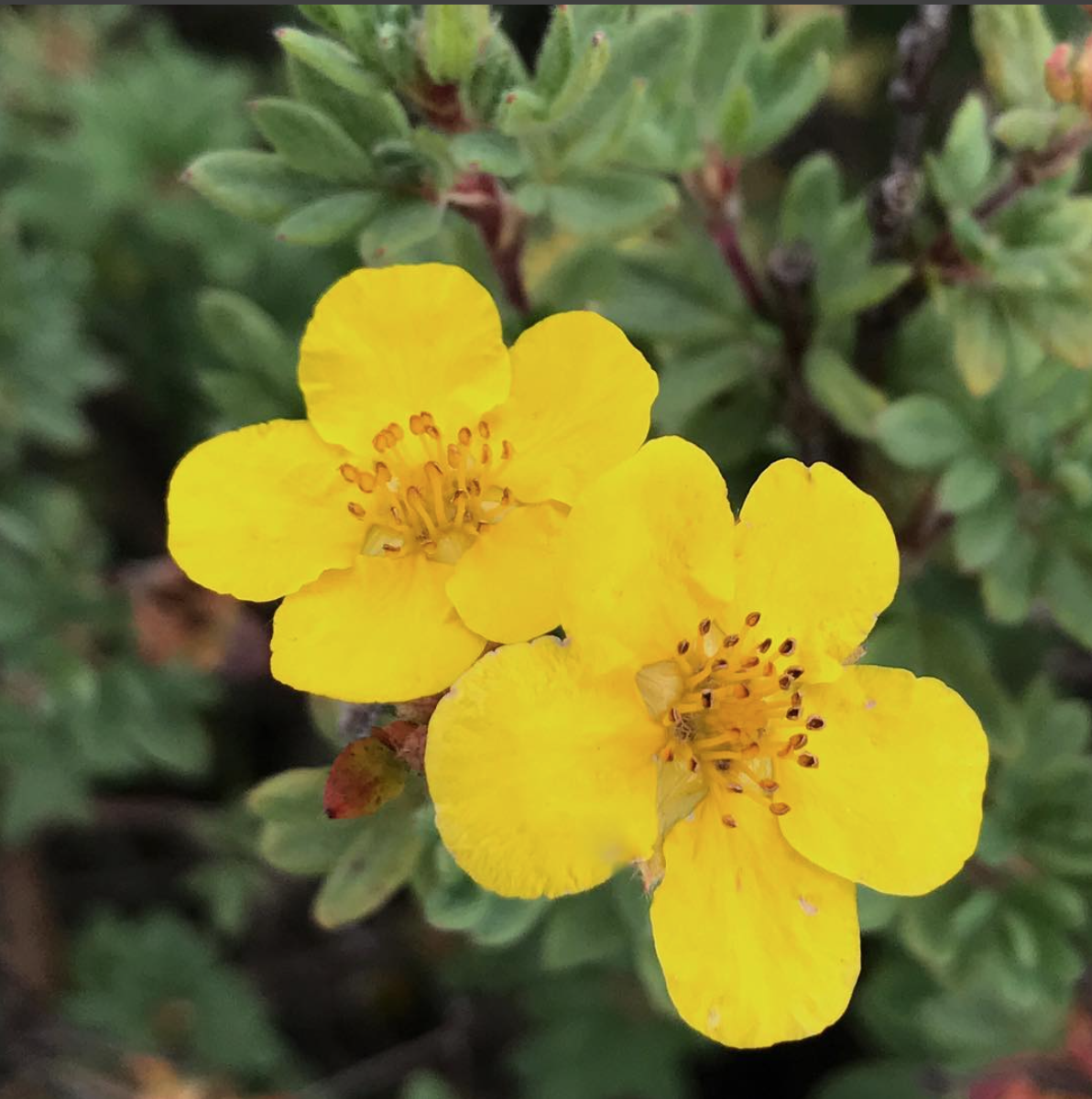 Yellow Colorado Wildflowers