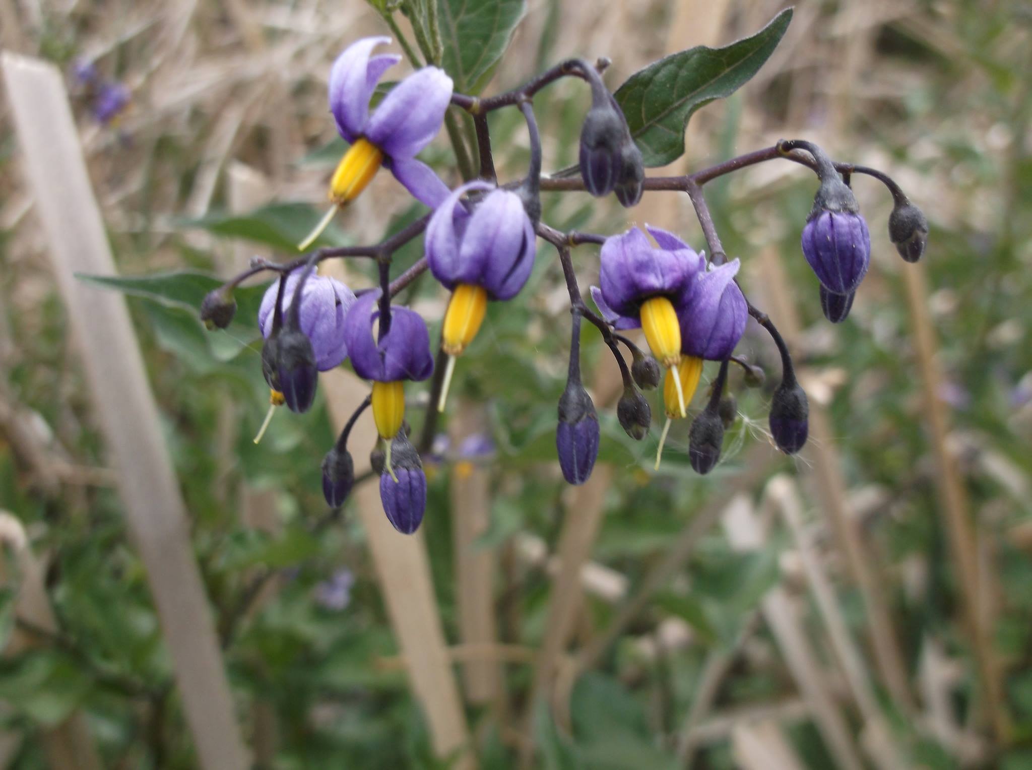 Bittersweet Nightshade | Colorado's Wildflowers