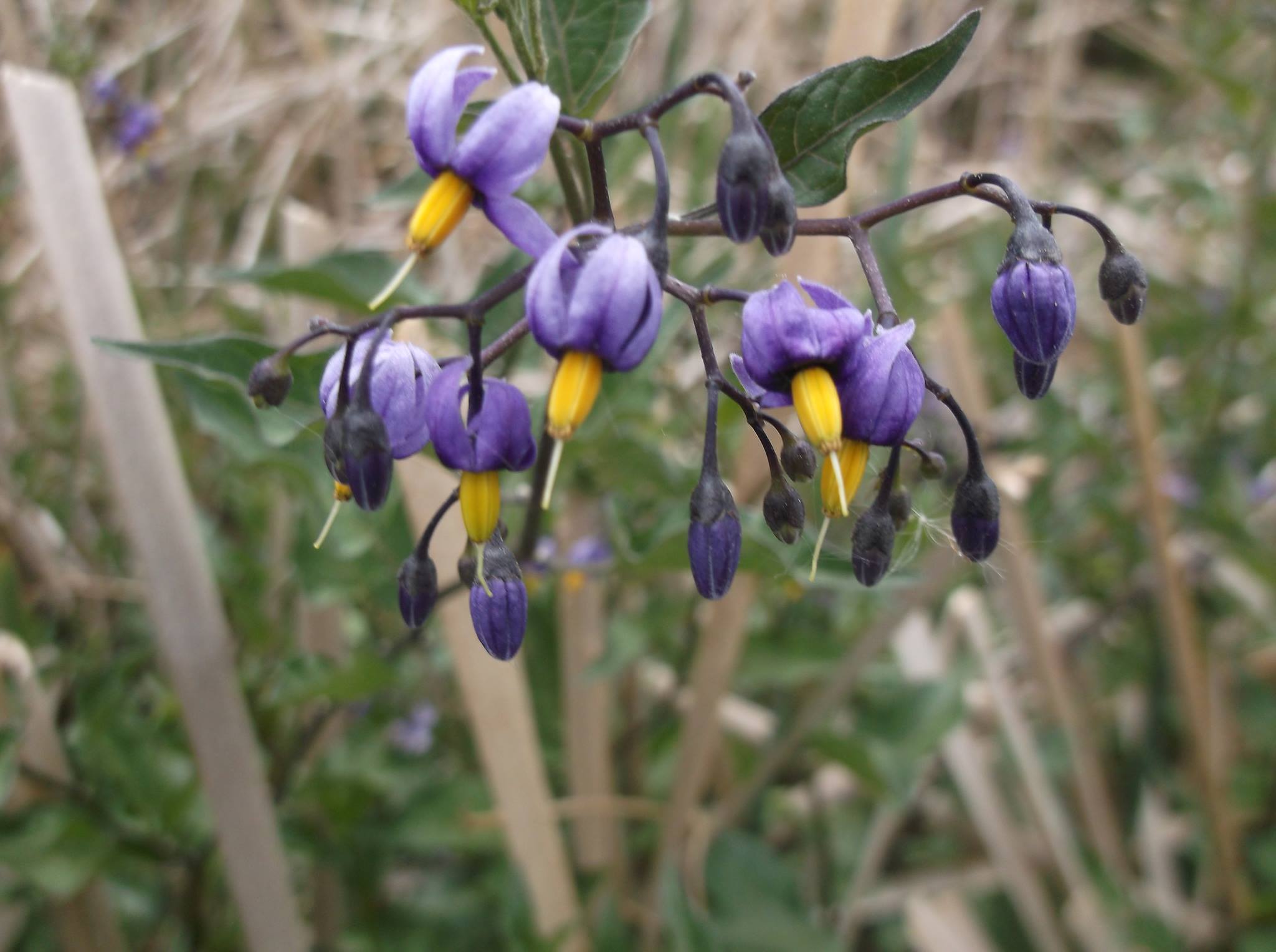 Bittersweet Nightshade Colorado s Wildflowers