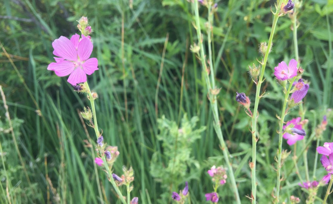 pink-checker-mallow-sidalcea-neomexican-colorado-wildflower