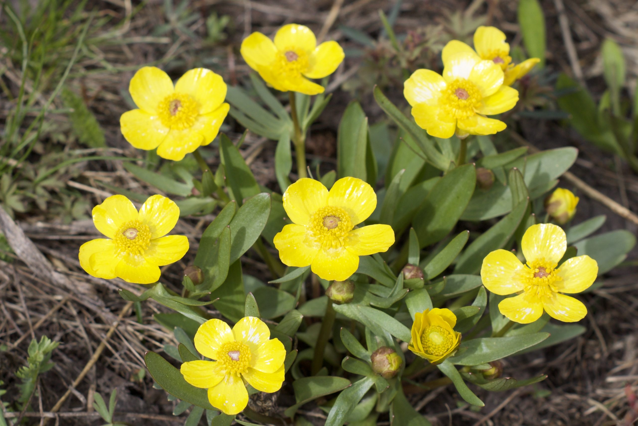 Sagebrush Buttercup Colorado s Wildflowers