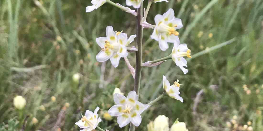 Mountain Death Camas Anticlea elegans Colorado Wildflower