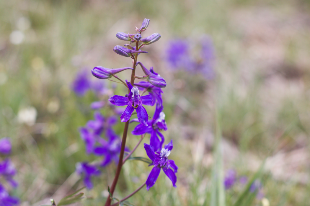 Bluestarflower Colorado's Wildflowers