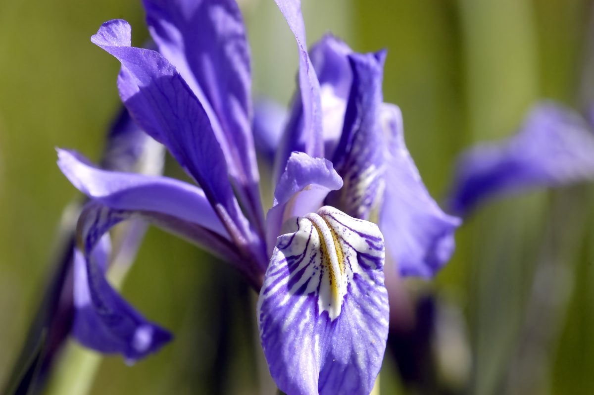 Colorado Wildflower Wild Iris | Colorado's Wildflowers