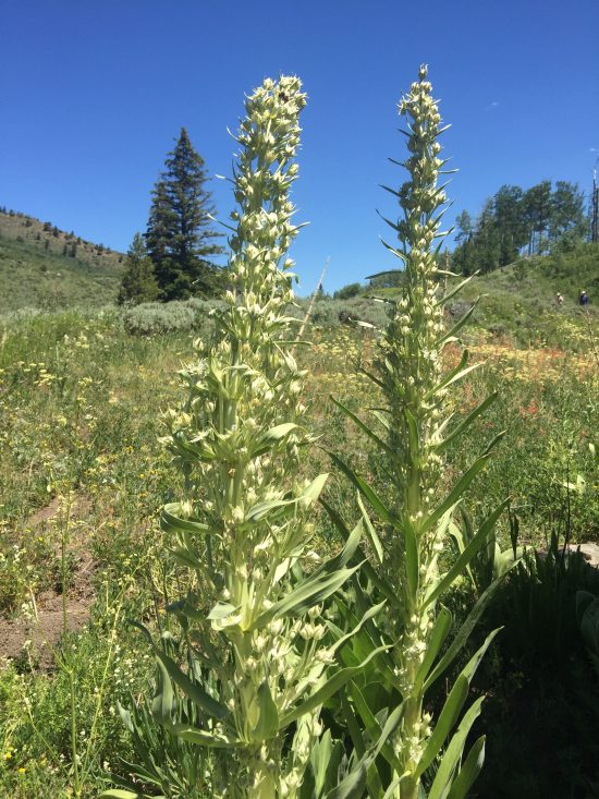 tall stalk with white wildflower