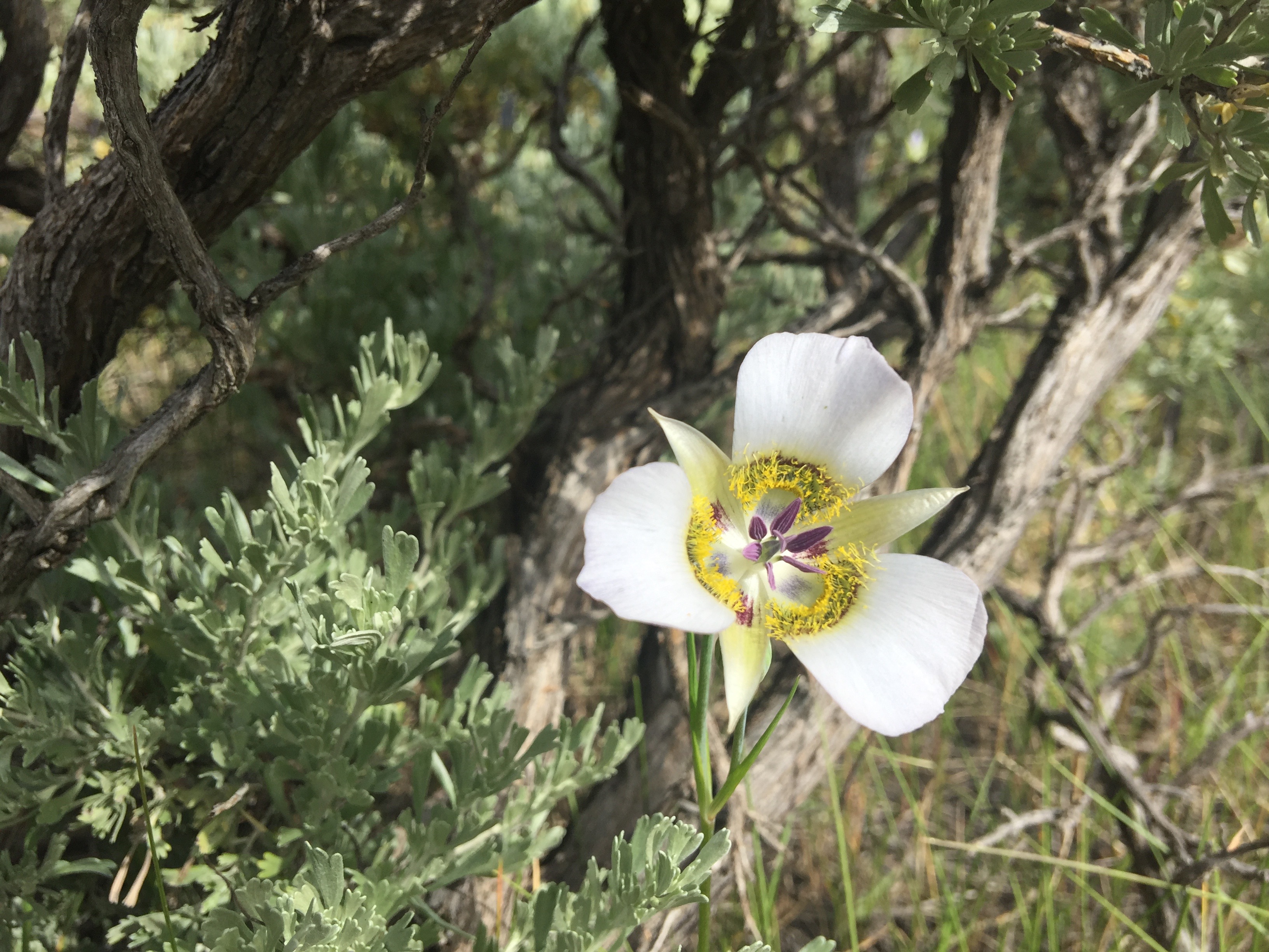 Mariposa Lily Flower Calochortus Gunnisonii Colorado Wildflower