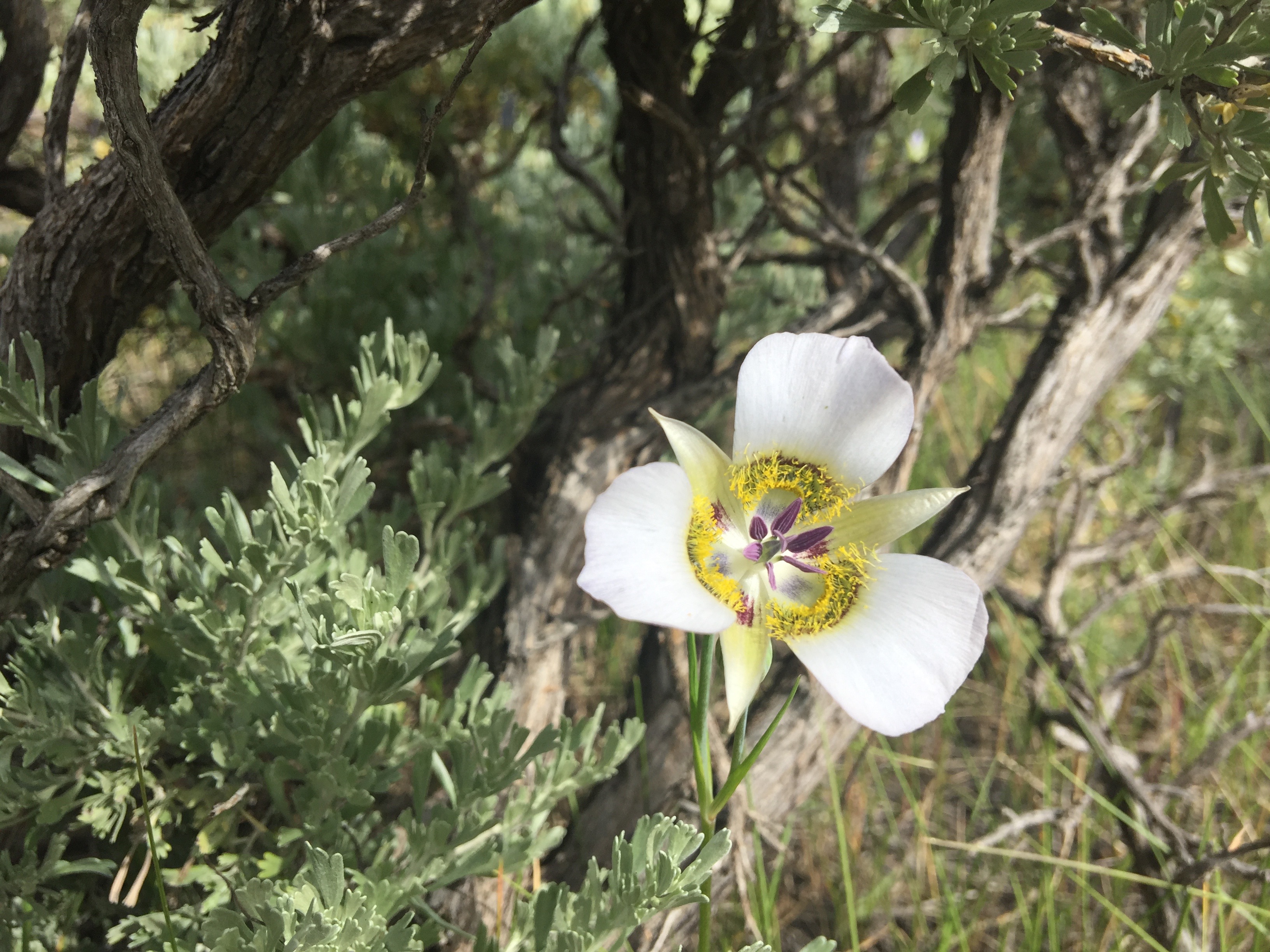 Mariposa Lily Flower | Colorado's Wildflowers