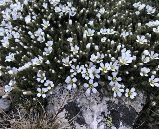 alpine bed of white flowers