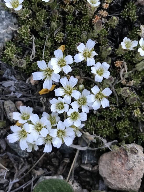 alpine bed of white flowers