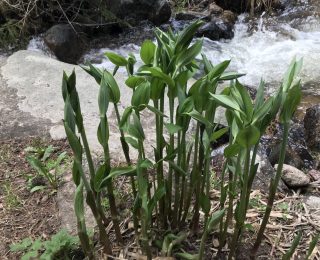 Asparagus like stalk by river