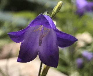Blue Bell Shaped Flower