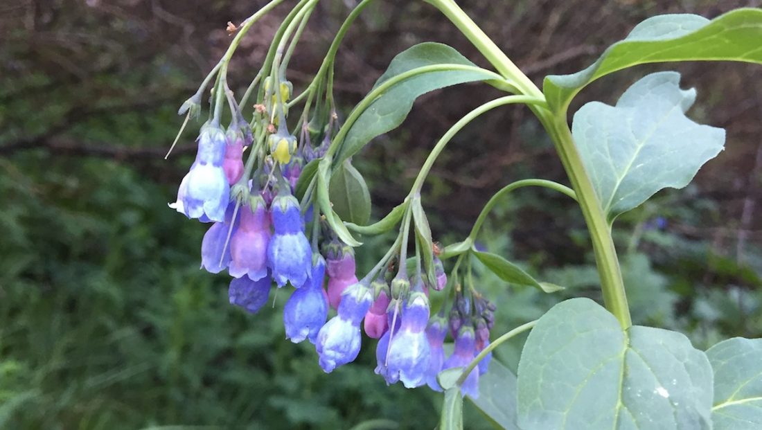 Tall Chiming Bells | Mertensia ciliata | Colorado Wildflower