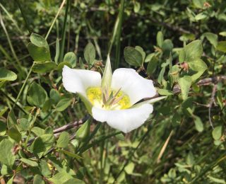 Colorado lily