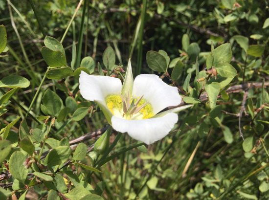 Colorado lily
