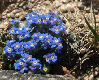 Alpine Forget-Me-Not Flowers