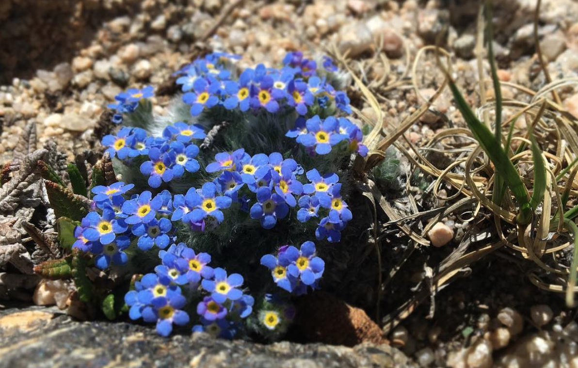 Alpine Forget Me Not Flowers Eritrichium Nanum Colorado Wildflower