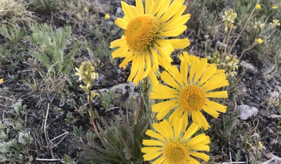 Bright Yellow High altitude wildflower