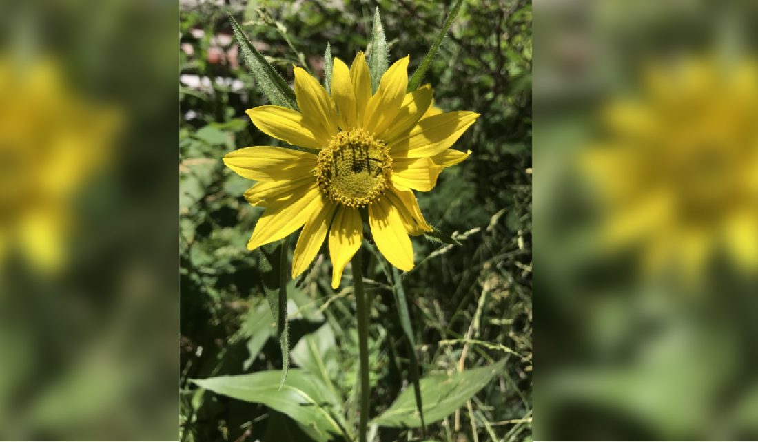 Aspen Sunflower | Helianthella quinquenervis | Colorado Wildflower