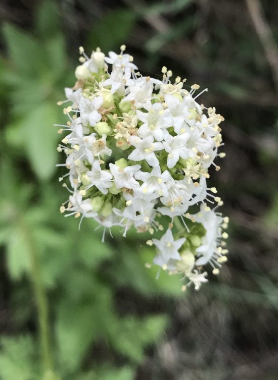 small white flower cluster