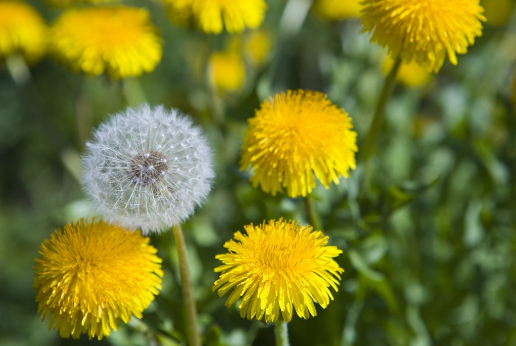 common-dandelion-taraxacum-officinale-colorado-wildflower