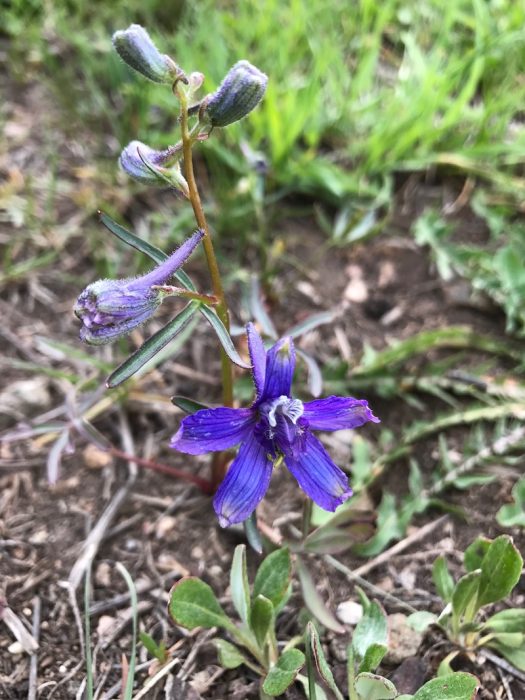 Dark Blue Five petal flower Colorado's Wildflowers