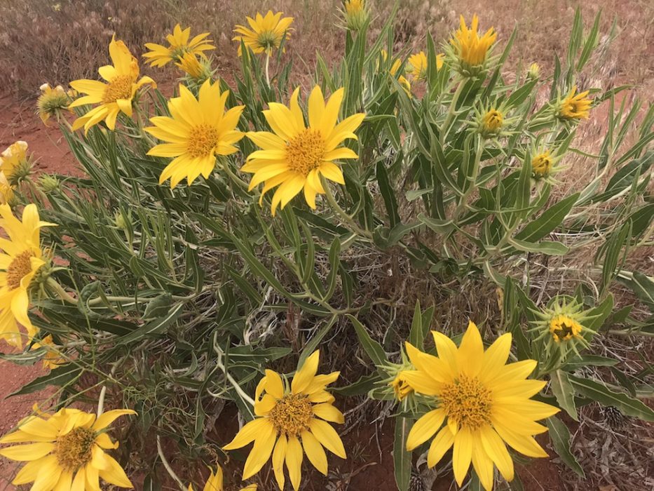 Sunflower in desert Colorado's Wildflowers
