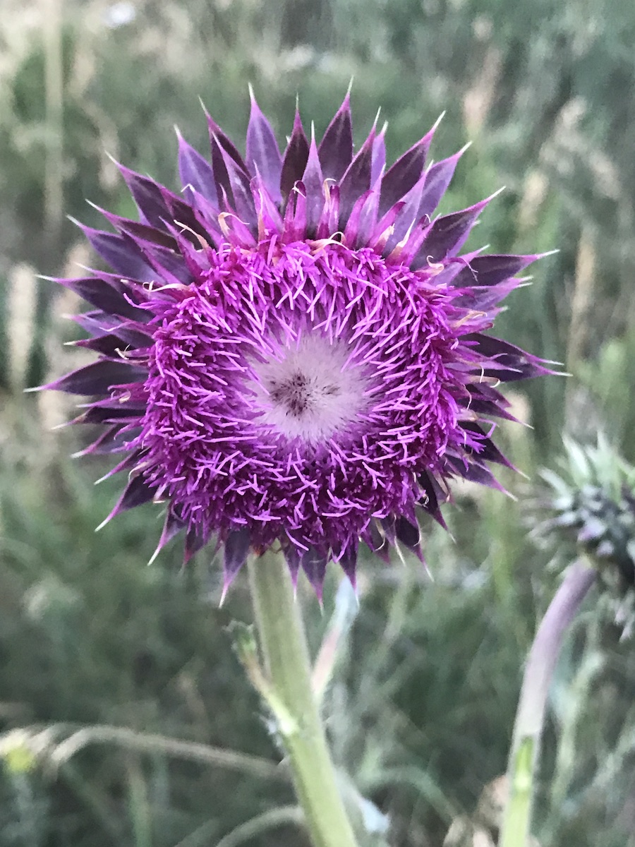 Bristle Thistle Colorado's Wildflowers