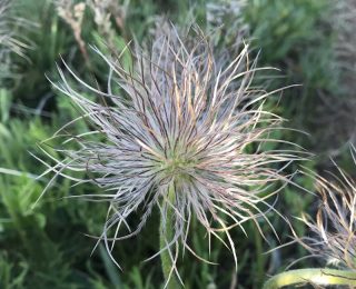fuzzy seedhead pasqueflower