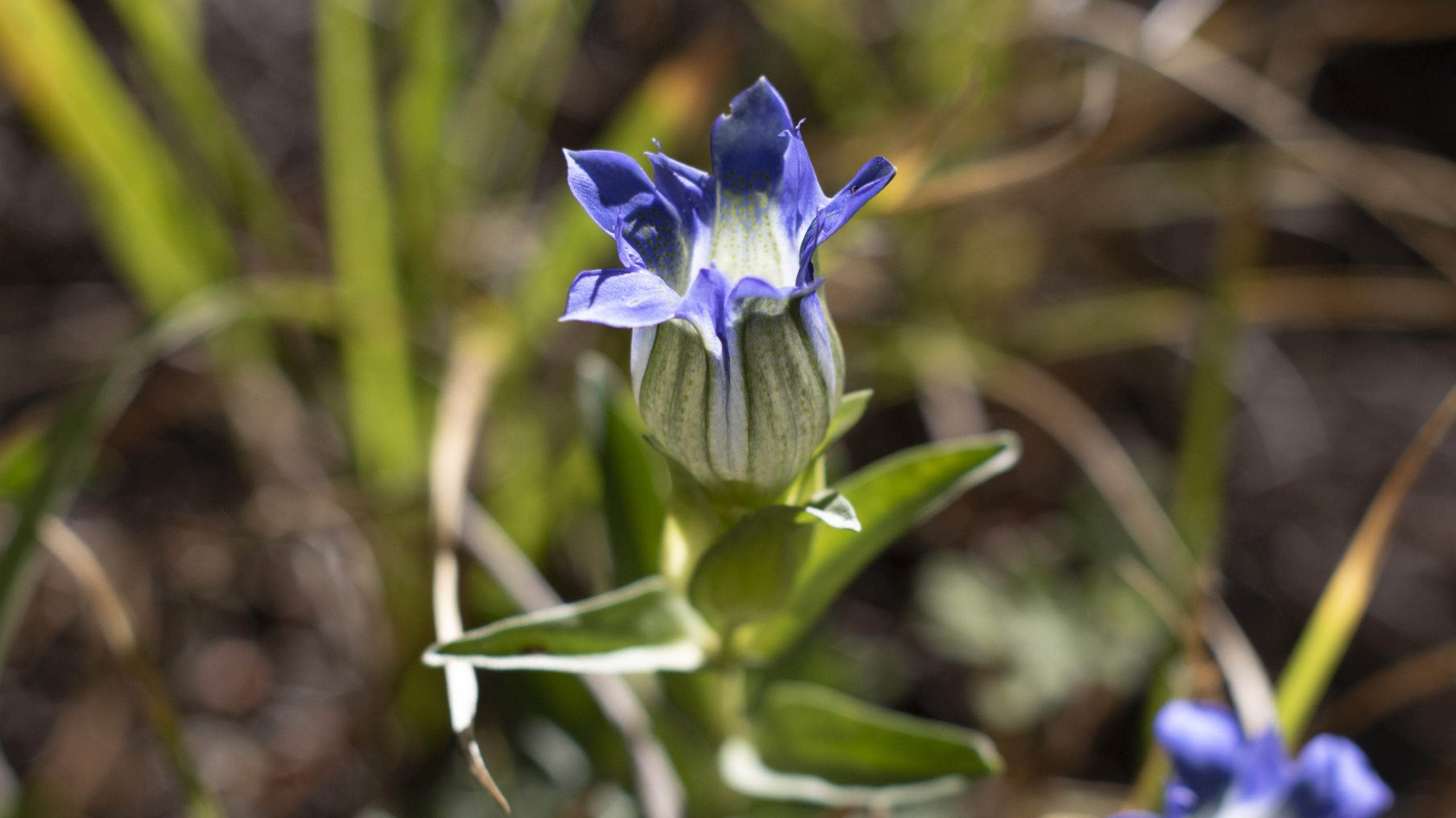 Mountain Gentian | Gentiana parryi | Colorado Wildflower