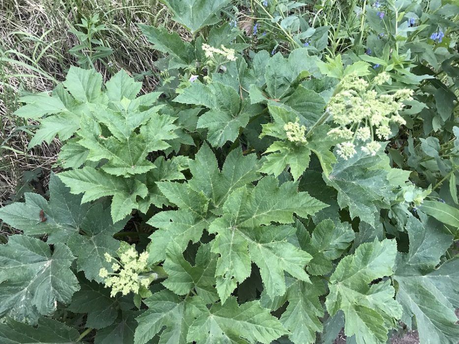 giantwhiteumbelflower Colorado's Wildflowers