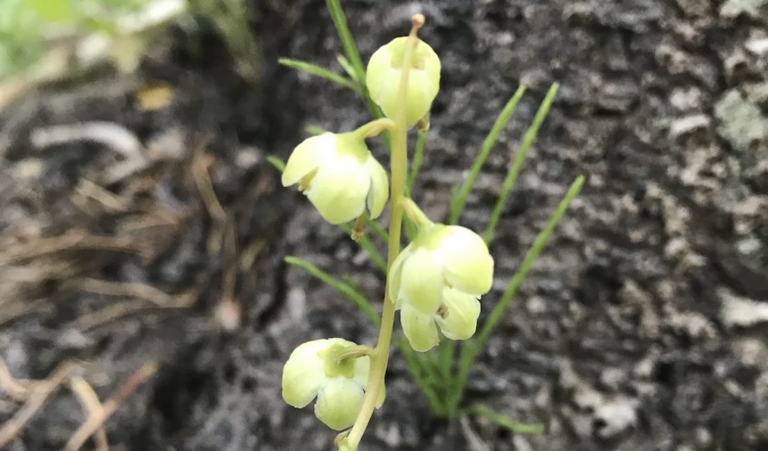 Green bell shaped flower | Colorado's Wildflowers