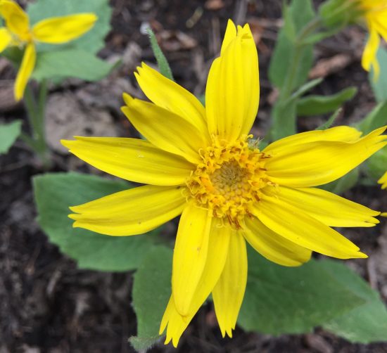 Bright yellow flower with notched petals