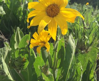 Colorado sunflower