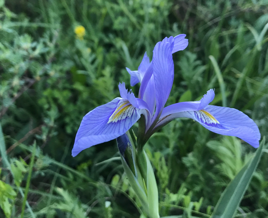 Colorado Wildflower Wild Iris | Colorado's Wildflowers