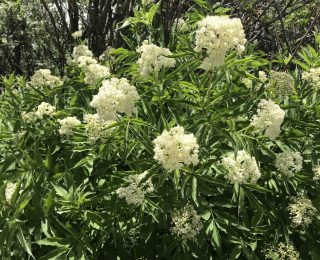 Large clusters of white flowers near rivers
