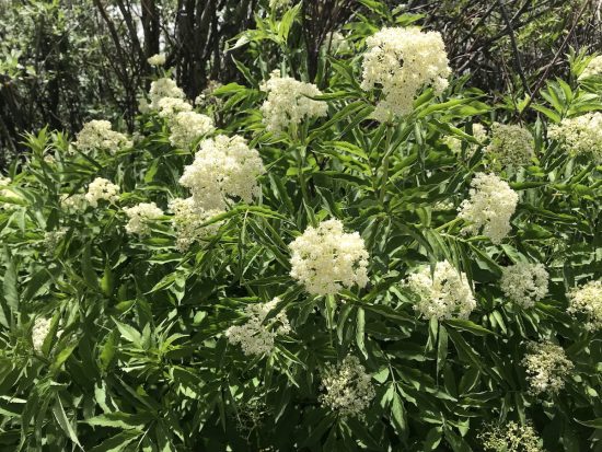 Large clusters of white flowers near rivers