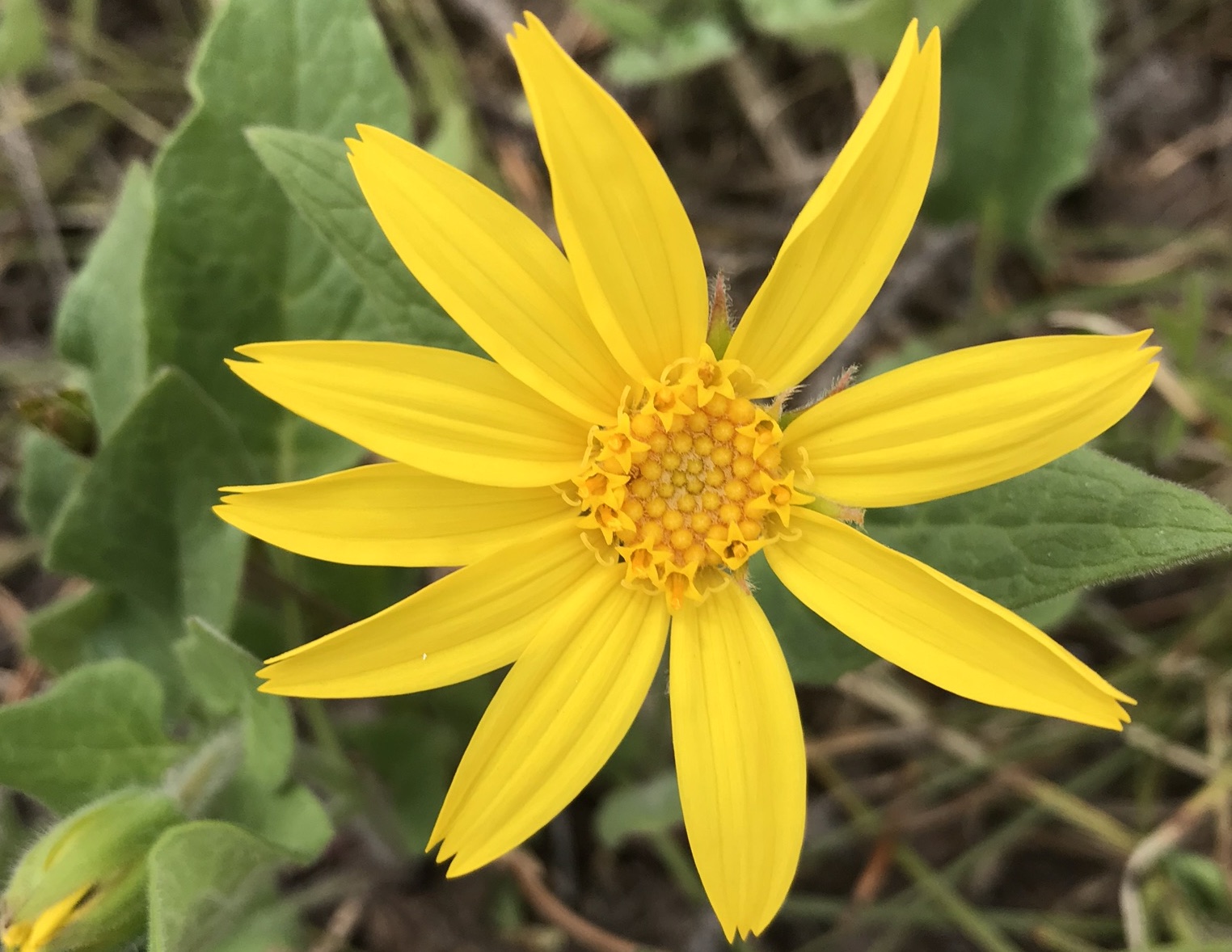 Heartleaf Arnica | Arnica cordifolia | Colorado Wildflower