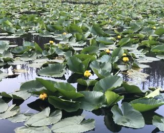 pond of lilypad