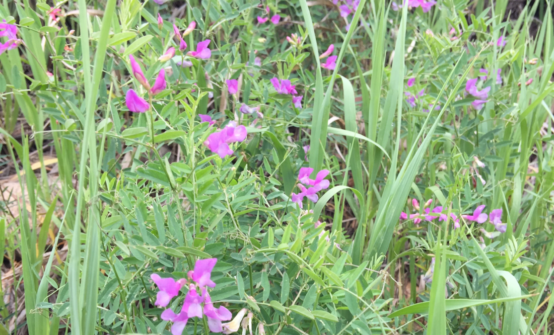 Pink locoweed | Colorado's Wildflowers