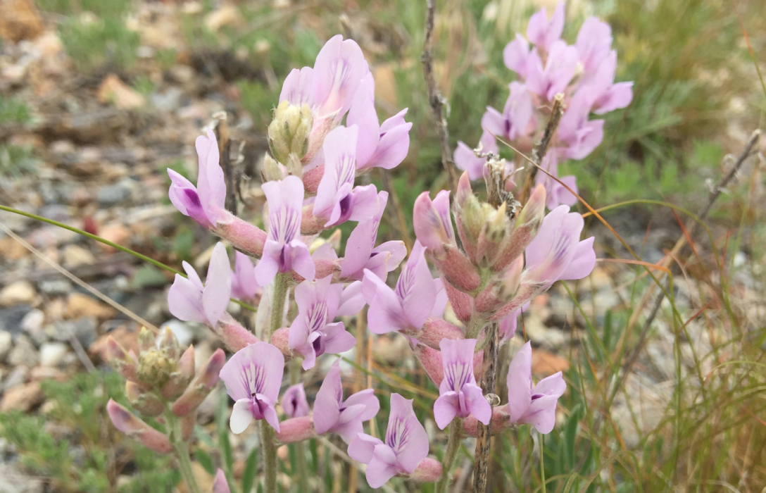 Rocky Mountain Locoweed | Oxytropis lambertii | Colorado Wildflower