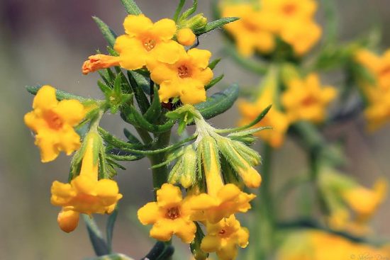 many flowered puccoon