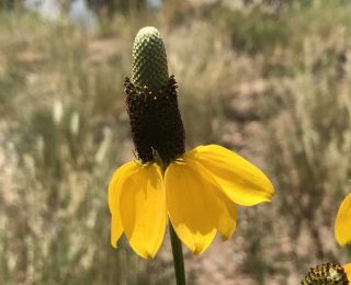 Mexican Hat (Coneflower)