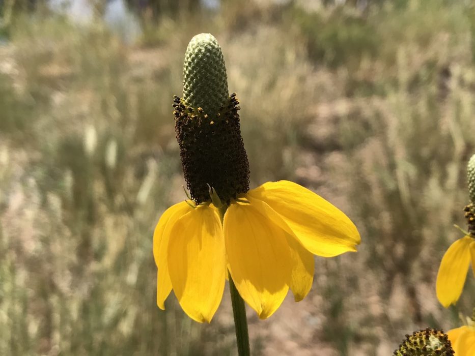 mexican-hat-coneflower-ratibida-columnifera-colorado-wildflower