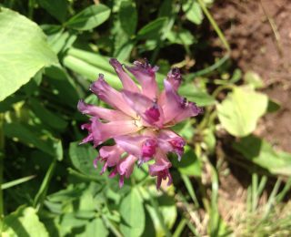 Colorado wildflower in the clover family