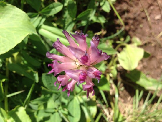 Colorado wildflower in the clover family