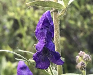 purple hood shaped flower