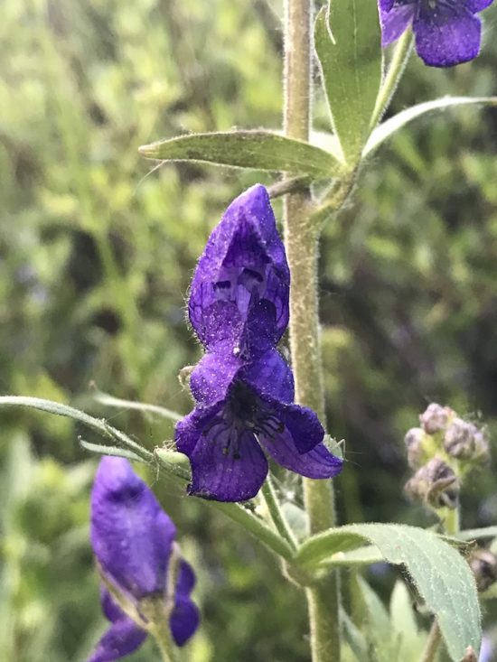 purple hood shaped flower