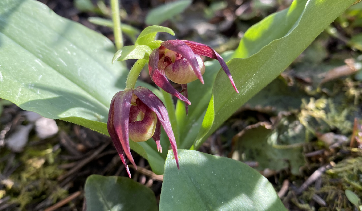 Lady discount slipper hydrangea